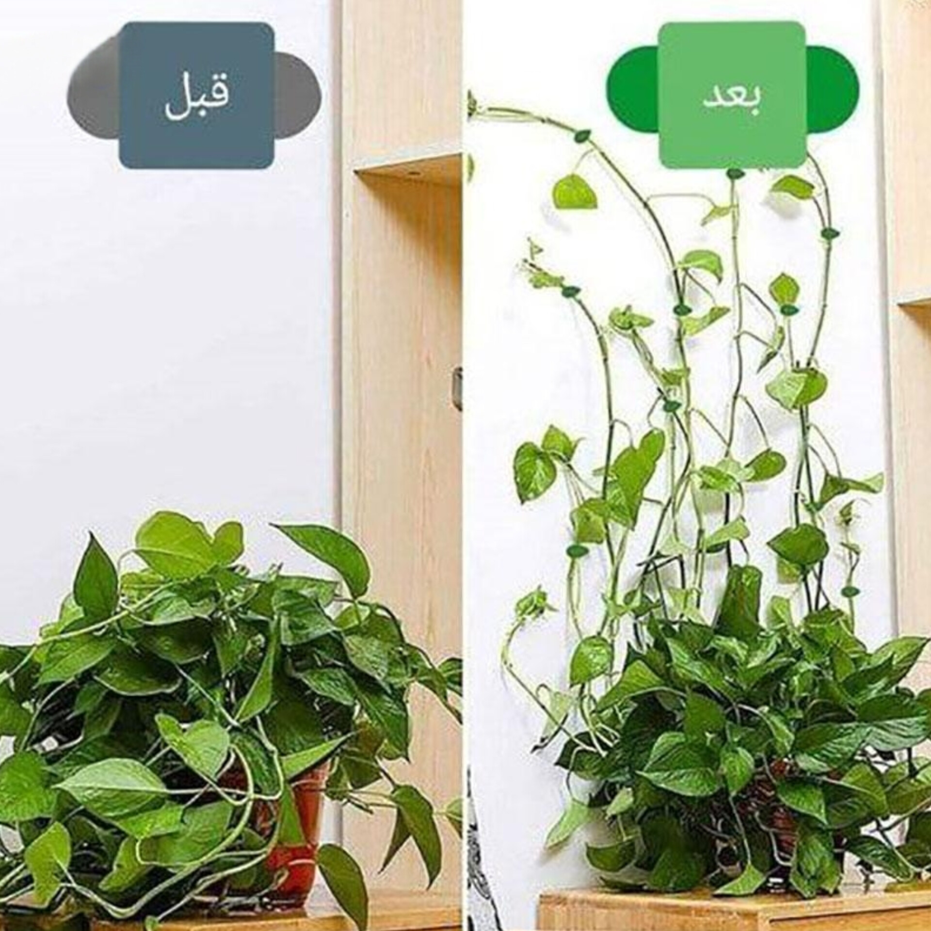 گیره نگهدارنده گل پتوس(۱۰عددی)